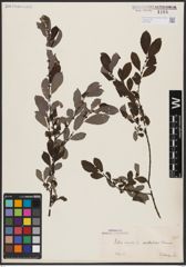 Foto von Salix aurita L.